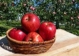 Various Fruits