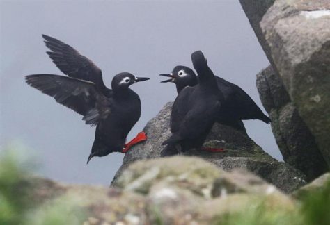 ウトウ