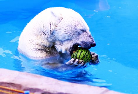 円山動物園