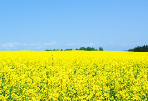 安平の菜の花