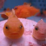 ノシャップ岬