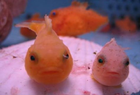 ノシャップ岬
