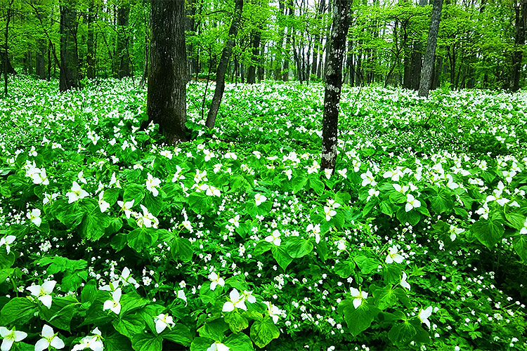Rokka Forest