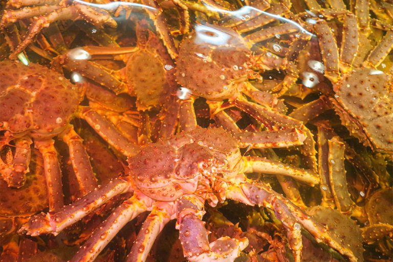 King crab from Abashiri