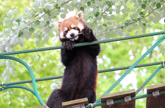 Asahiyama Zoo