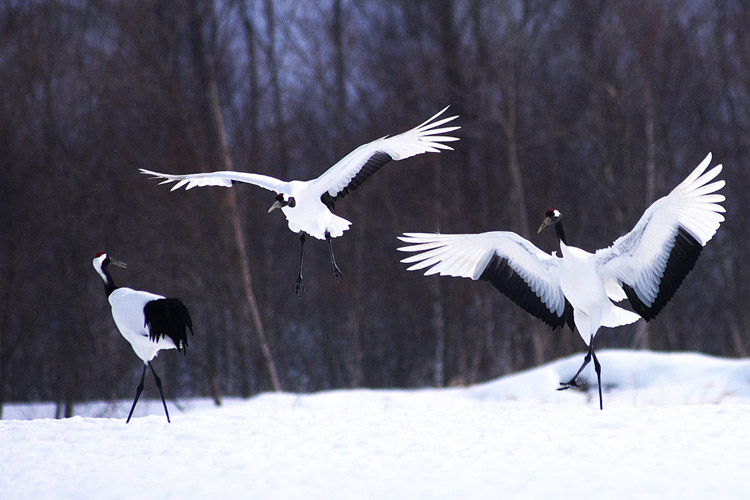 Japanese red-crowned crane