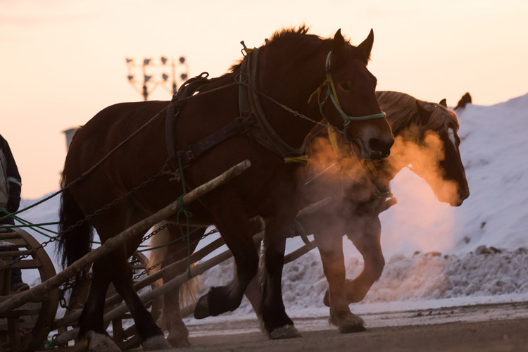 Banei Horse Racing