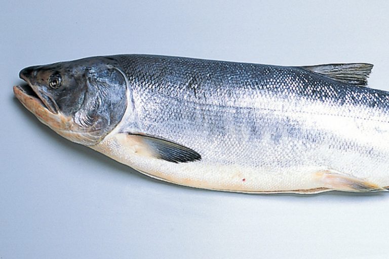 Salmon