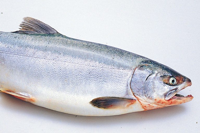 Pink salmon