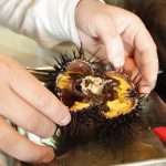 Sea urchin