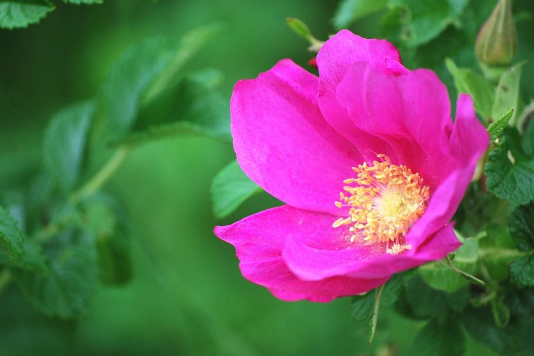 Rosa rugosa (Hermanus) / Koshimizu Primeval Flower Garden, Wakka Primeval Flower Garden