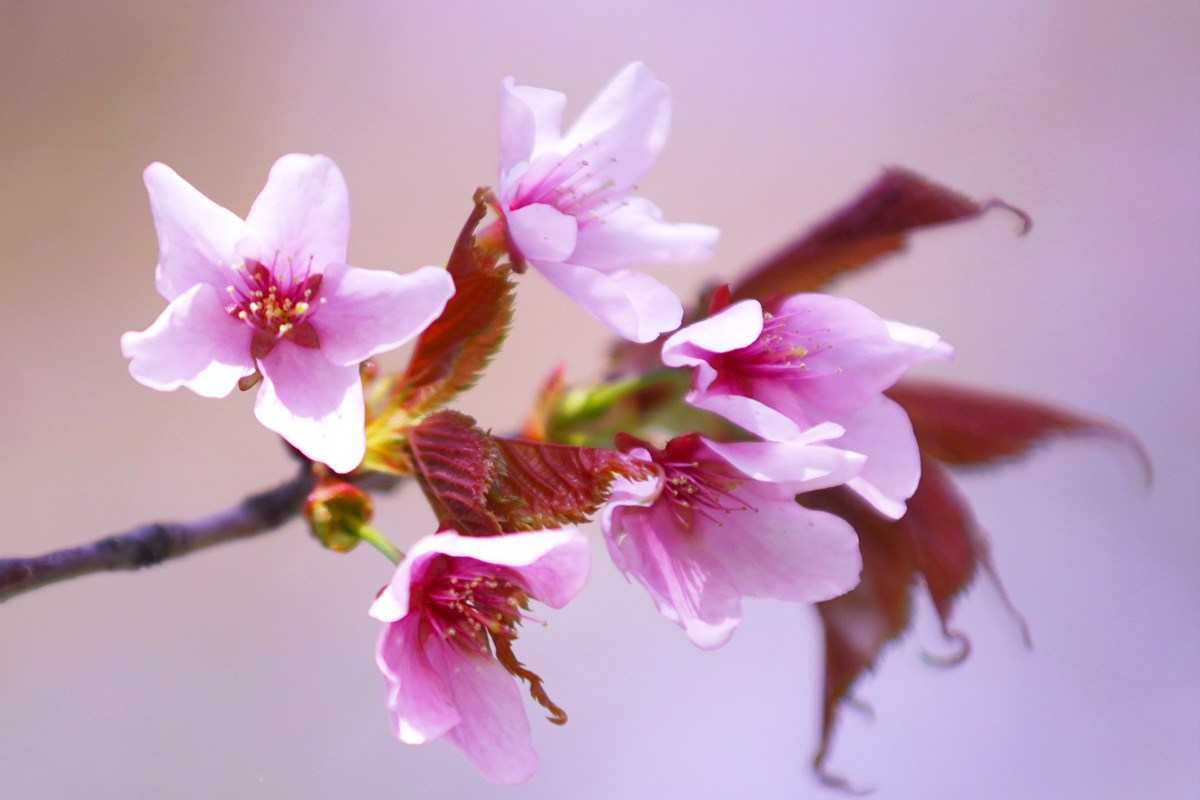 uu_sakura_chishima1.jpg uu_sakura_chishima1.jpg