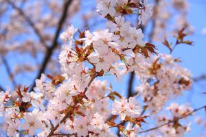 Cherry blossom spots