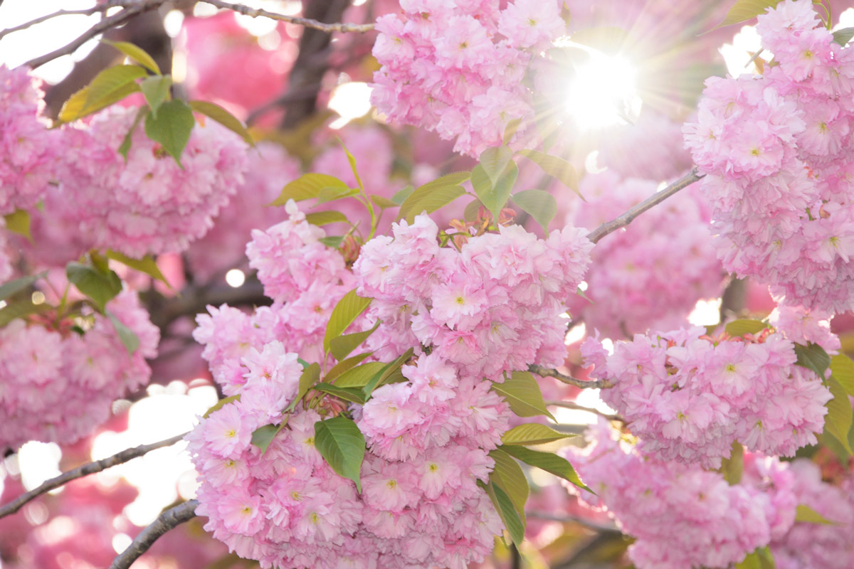 uu_sakura_yae1.jpg uu_sakura_yae1.jpg