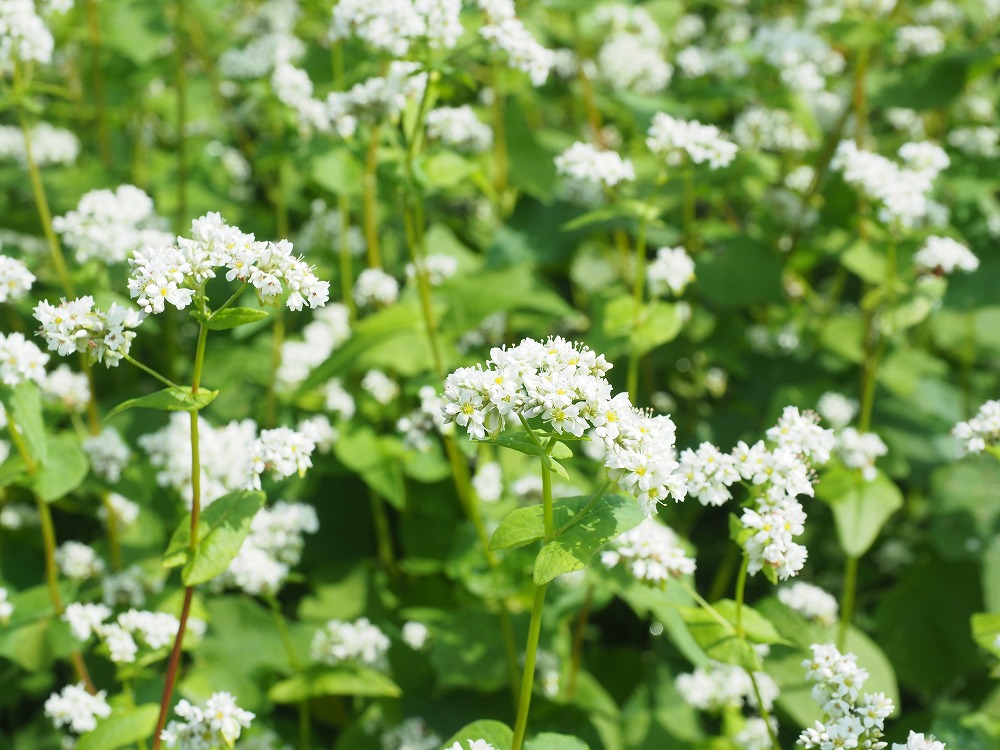 Read more about the article Japan’s No.1 Soba Village, Horokanai Town, Hokkaido, website released