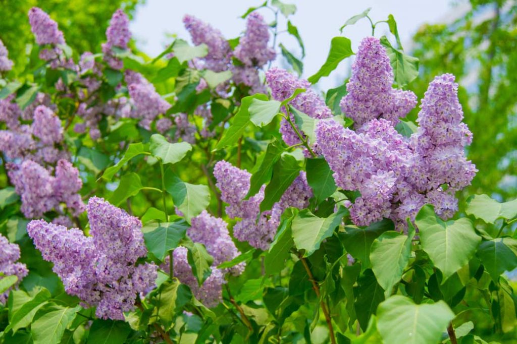 Lilac