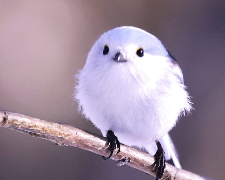 uu_animal03.jpg