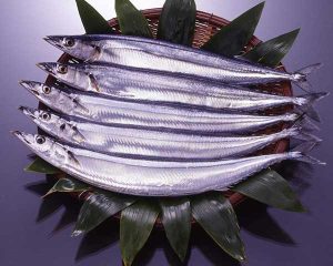 Saury